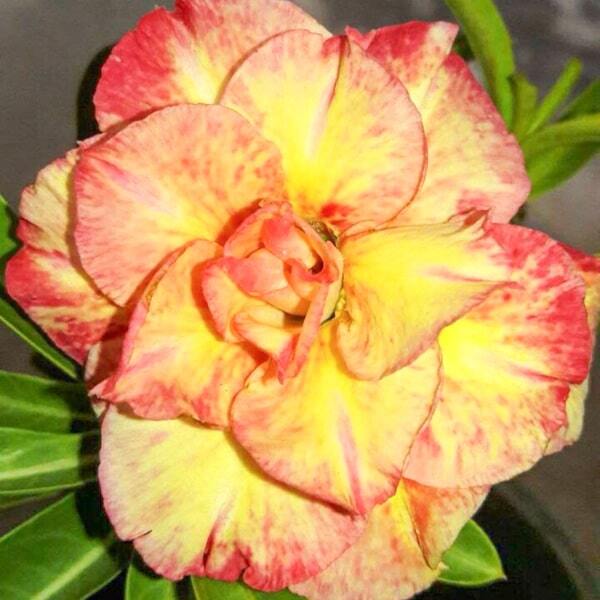 Adenium obesum 7085