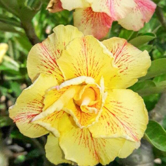 Adenium obesum 7423