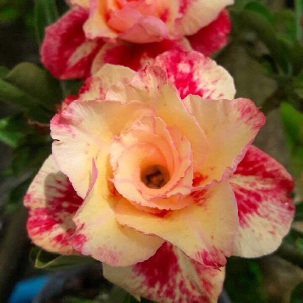 Adenium obesum 7521