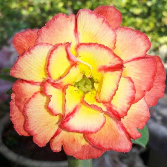 Adenium obesum 7559