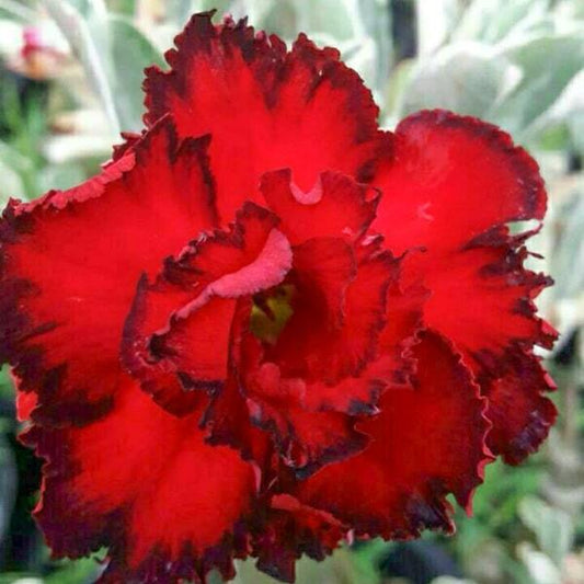 Adenium variegated 7581 VAR