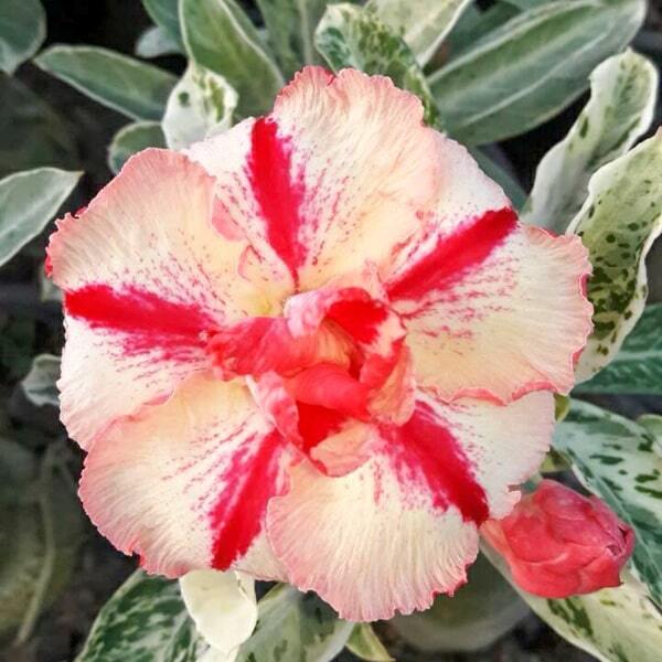 Adenium variegated 7650