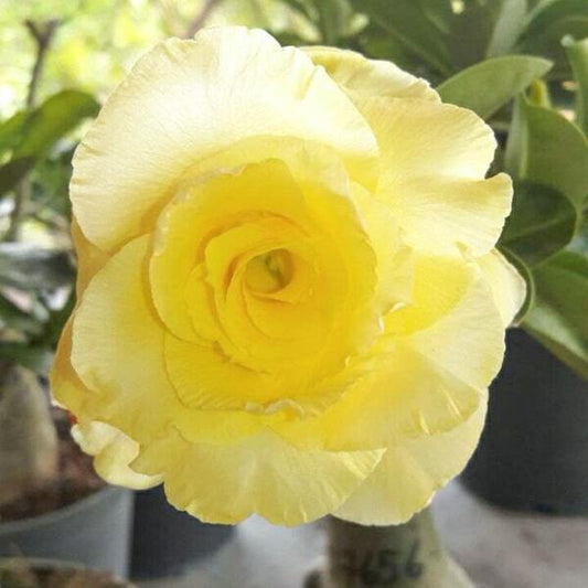 Adenium obesum 7656
