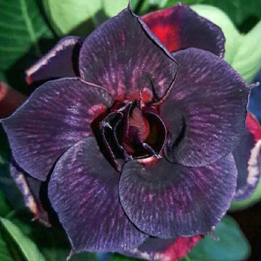 Adenium obesum 7734 MANGOSTEEN