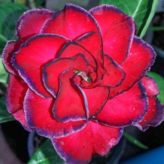 Adenium obesum 7760