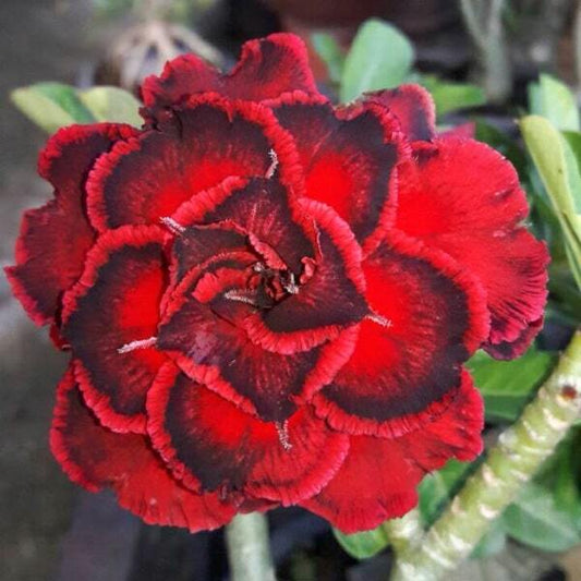 Adenium obesum 7798