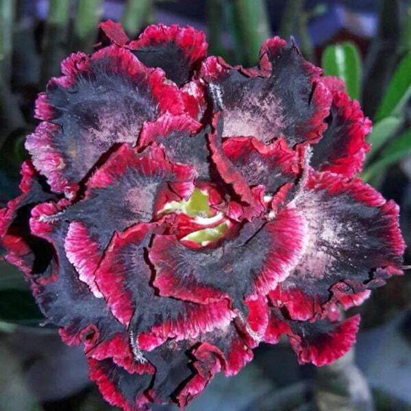 Adenium obesum 7856