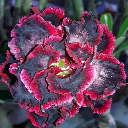Adenium obesum 7856