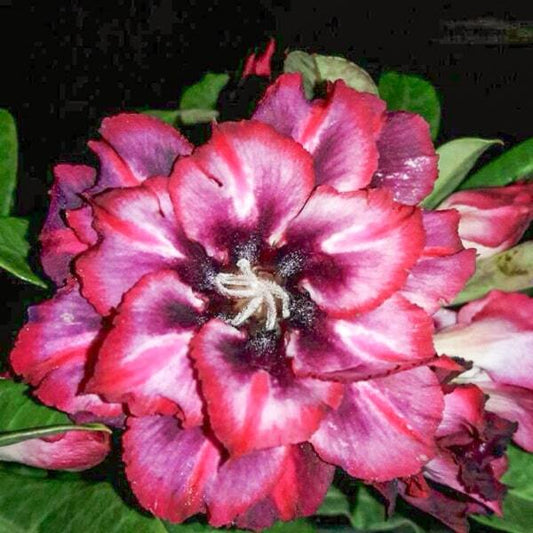 Adenium obesum 7868