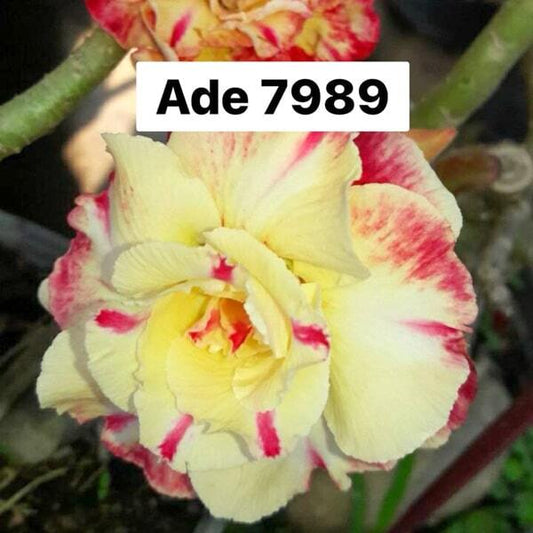 Adenium obesum 7989