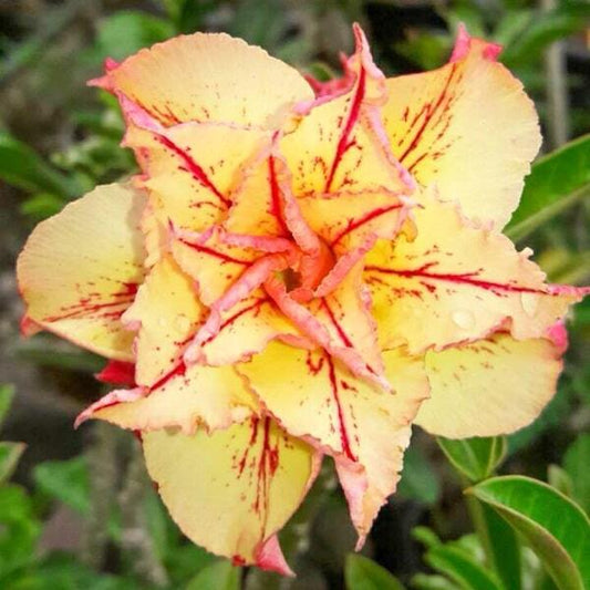 Adenium obesum 8020