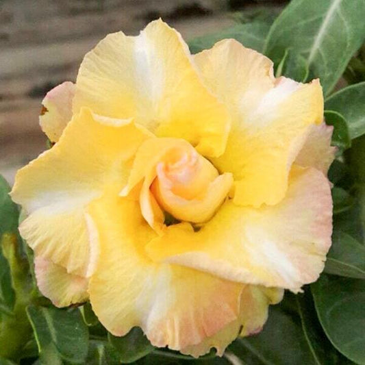 Adenium obesum 8034
