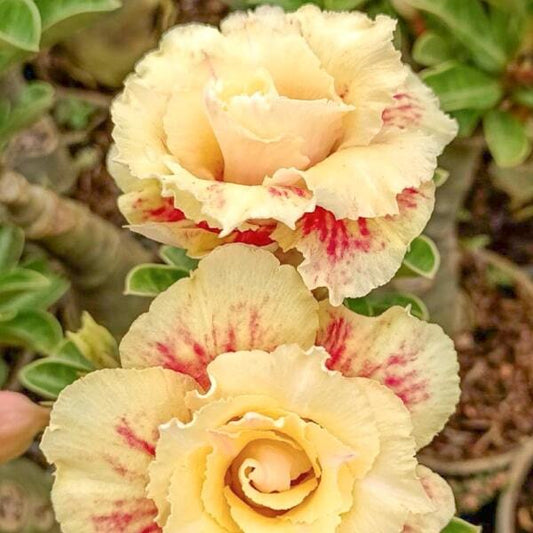 Adenium obesum 8054