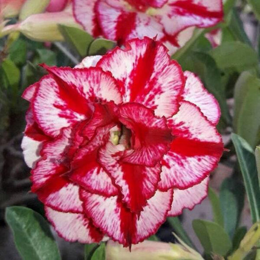 Adenium obesum 8061