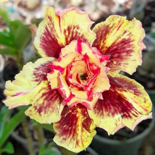 Adenium obesum 8077