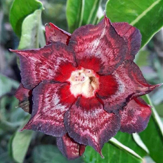 Adenium obesum 8095