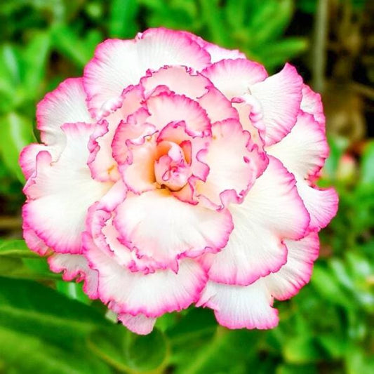 Adenium obesum 8122