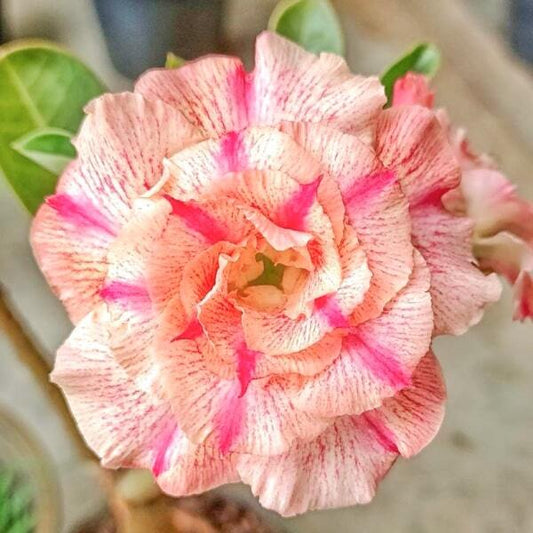 Adenium obesum 8149