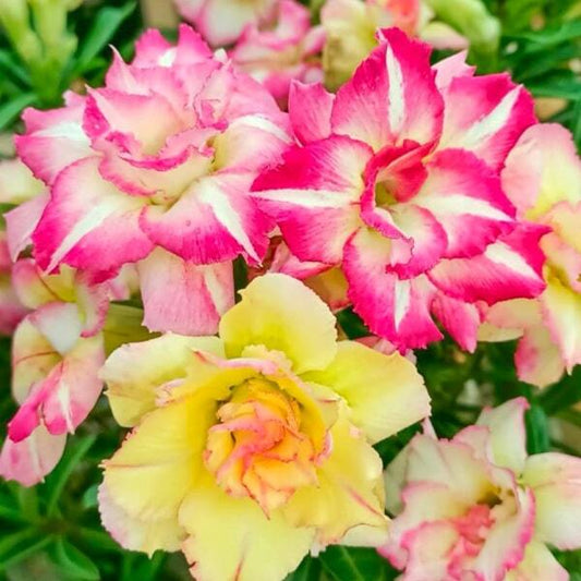 Adenium obesum 8205