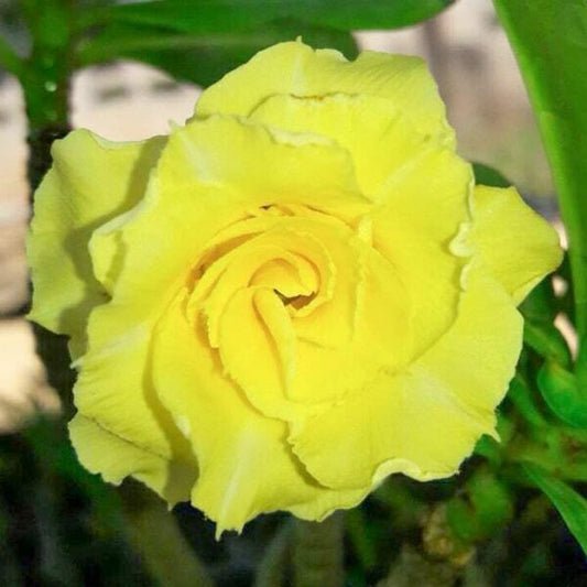 Adenium obesum 8258