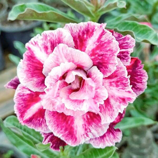 Adenium obesum 8278
