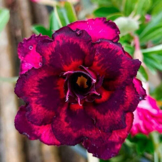 Adenium obesum 8296
