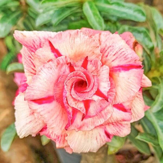 Adenium obesum 8407