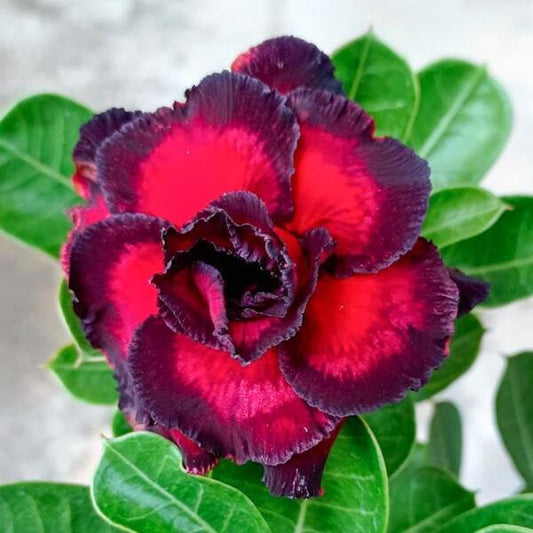 Adenium obesum 8420
