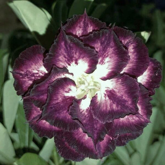 Adenium obesum 8427
