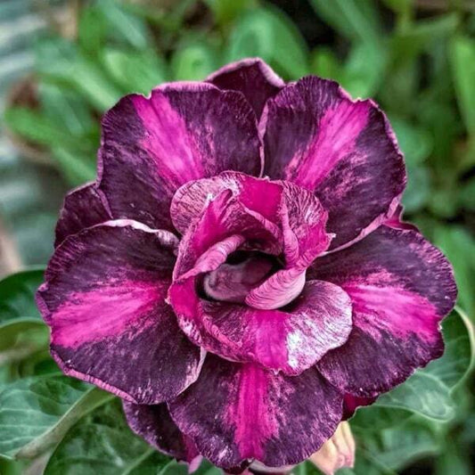 Adenium obesum 8429