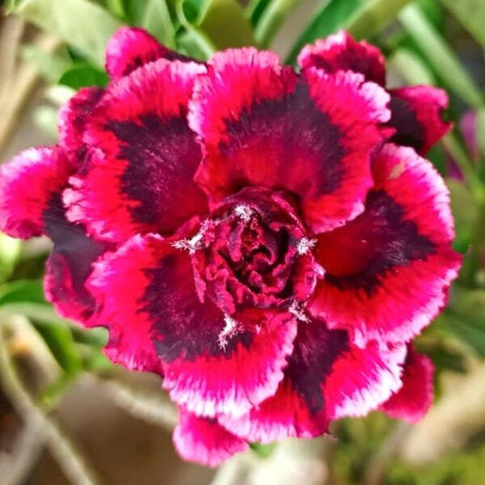 Adenium obesum 8440
