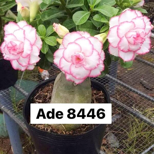 Adenium obesum 8446