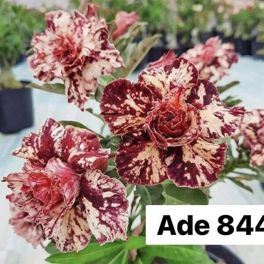 Adenium obesum 8448