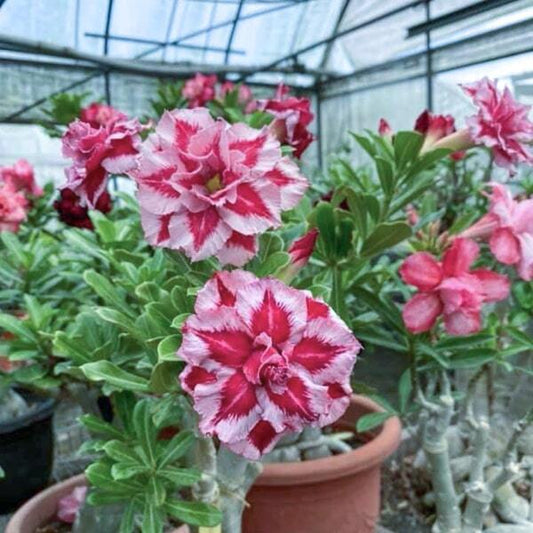 Adenium obesum 8451