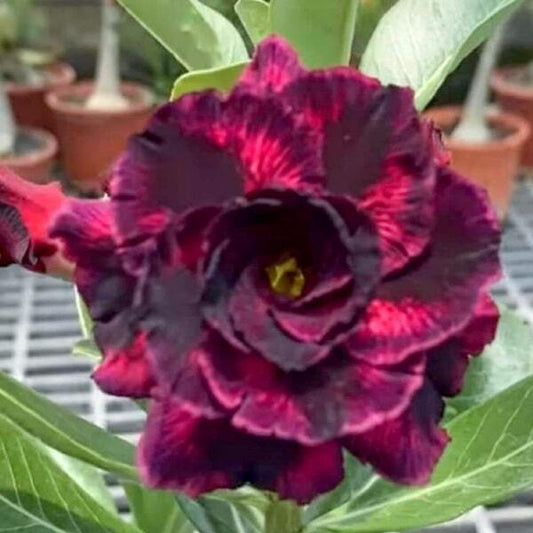 Adenium obesum 8452