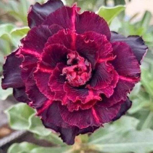 Adenium obesum 8453