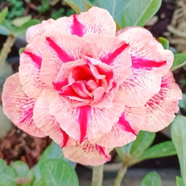 Adenium obesum 8460