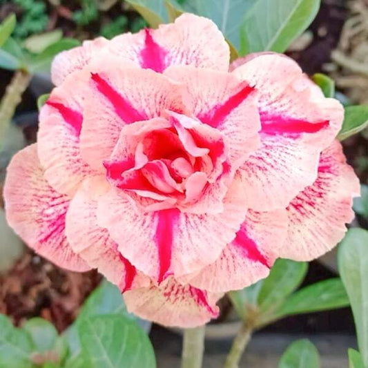 Adenium obesum 8460