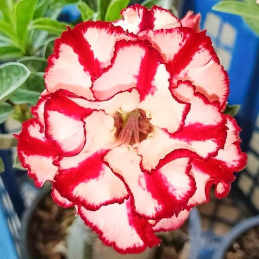 Adenium obesum 8482