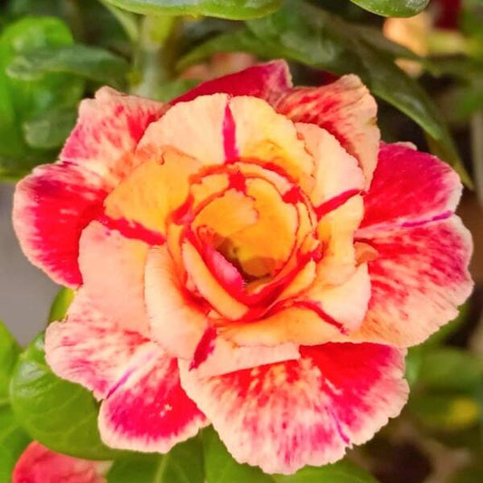 Adenium obesum 8511