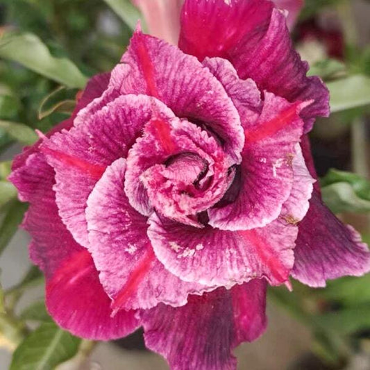 Adenium obesum 8512