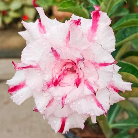Adenium obesum 8517