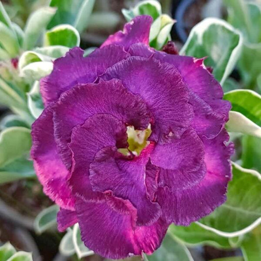 Adenium variegated 8563 VAR