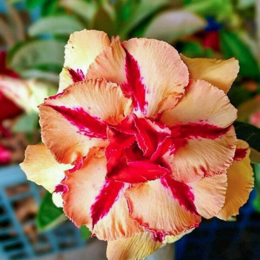 Adenium obesum 8564