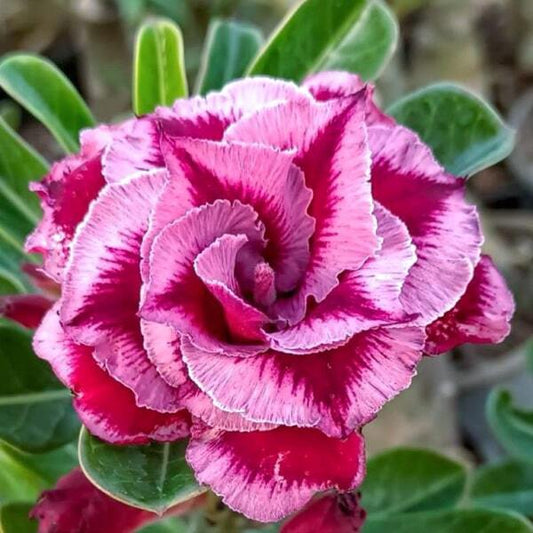 Adenium obesum 8589