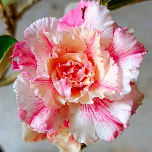 Adenium obesum 8598