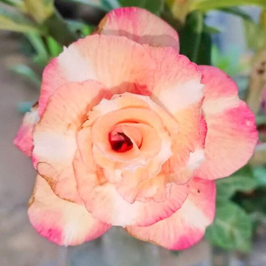 Adenium obesum 8600