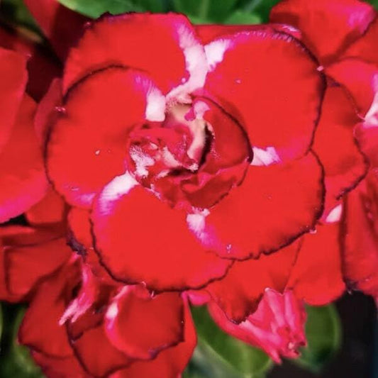 Adenium obesum 8601