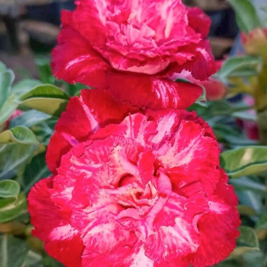 Adenium obesum 8602