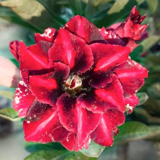 Adenium obesum 8603
